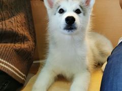 -Husky Go! 哈士奇体验馆·宠物咖啡厅狗咖