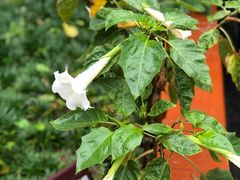 -广州神农草堂中医药博物馆