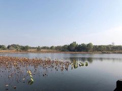 -溱湖国家湿地公园