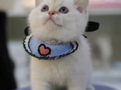 -lincat·猫舍(广州店)
