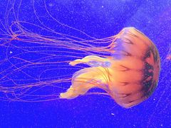 -上海海洋水族馆