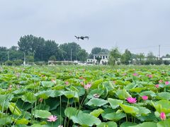 -白洋淀景区