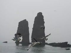 -长岛万鸟岛