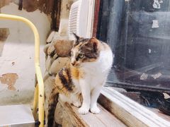 -猫咪博物馆(顶澳仔猫街店)