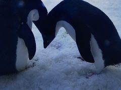 -上海海昌海洋公园