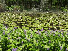 -艾溪湖湿地公园