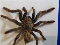 -上海昆虫博物馆