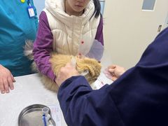 -中农国际动物医院24小时·猫科·骨科·急重症中心