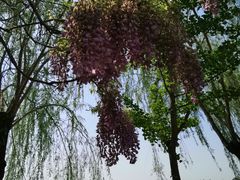 -荷花大观园