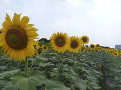 -光明小镇欢乐田园