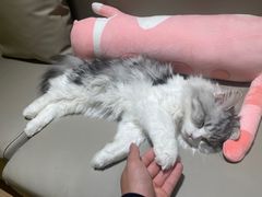 -猫腻·猫咖·撸猫馆(星光大道店)