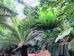 -呀路古热带植物园