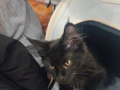 -纳吉亚猫专科动物诊疗中心(蒋宅口分院)