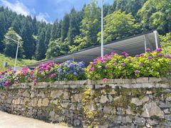 -武陵山森林公园