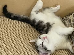 -欣宠猫屋·矮脚拿破仑·蓝金金渐层