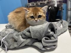 -瑞派福兴宠物医院犬猫全科·骨科·中西医结合(河东店)