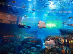 -迪拜水族馆及水下动物园