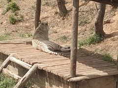 -石家庄市动物园