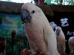 -西双版纳原始森林公园