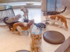 -飞行喵MR PILOT|猫舍·猫咖(静安大融城店)