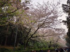 -武汉大学-樱园