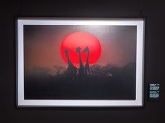 -罗红摄影艺术馆