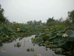 -会仙湿地