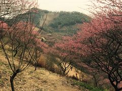 -新建村梅花