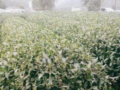 -听风阁农家私房菜茶楼(龙坞店)