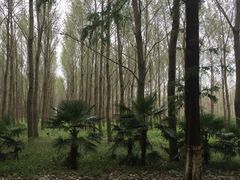 -黄海国家森林公园