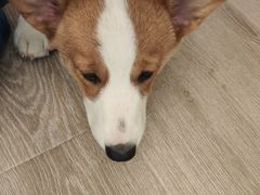-浣熊柯尔鸭土拨鼠·电玩咖