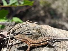 -鲁山国家森林公园