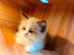 -猫十亿·布偶金渐层·曼基康矮脚猫舍(青年路店)