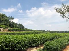 -中国茶叶博物馆(双峰馆区)