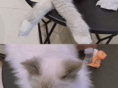 -藏猫猫咖啡主题馆(中央大道店)