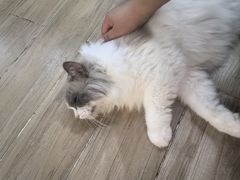 -李小姐の猫咖啡馆(五角场店)