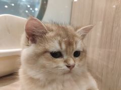 -BABIT巴比特宠物(MOMOPARK店)