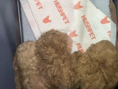 -全心全意连锁动物医院·微创中心·内科急重症·心脏专科(丰管路店)