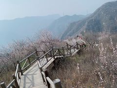 -大岭沟猕猴桃谷风景区