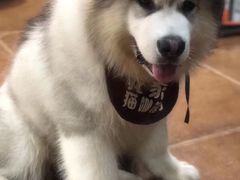 -李小姐の猫咖啡馆(五角场店)