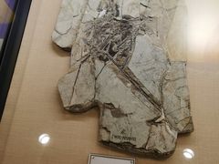 -辽宁古生物博物馆