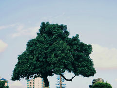 -红花山公园