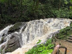 -莫里热带雨林景区