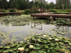 -东郊湿地公园
