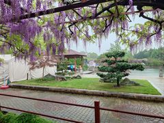-嘉定紫藤园