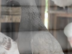 -青岛鑫江温德姆酒店