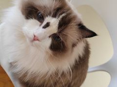 -藏猫猫咖啡主题馆(中央大道店)