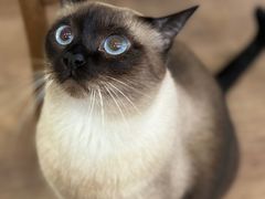 -有猫主题·治愈系猫咖(曾厝垵店)