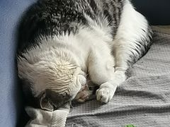 -青岛中心假日酒店-碧海咖啡厅