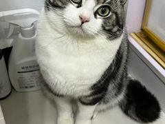 -山宅一喵德文卷毛猫舍